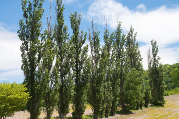 Fresh green poplar trees in summer