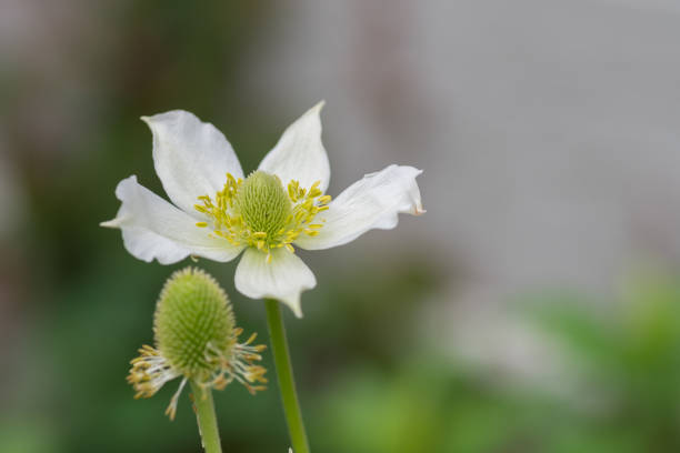 White anemones in full bloom in the summer garden