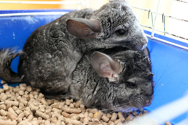 istock People care for and play with chinchillas. 2206637220