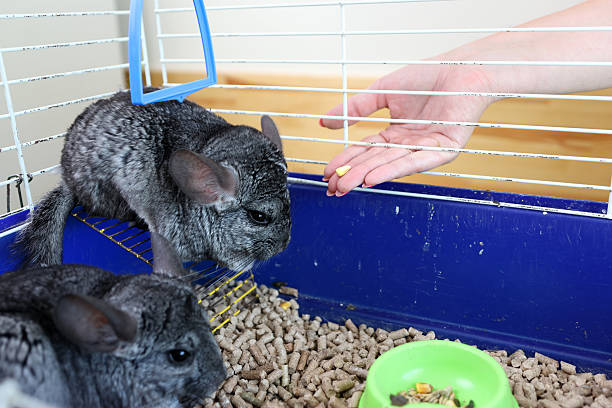 istock People care for and play with chinchillas. 2206637321