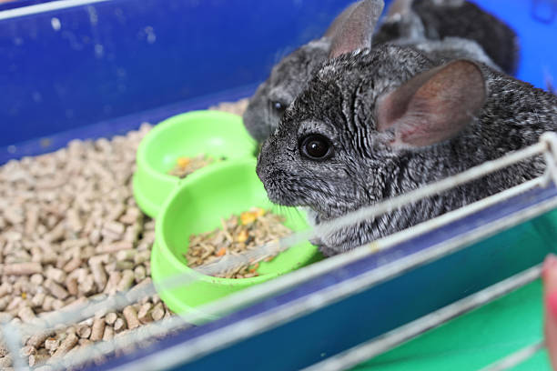 istock People care for and play with chinchillas. 2206637322
