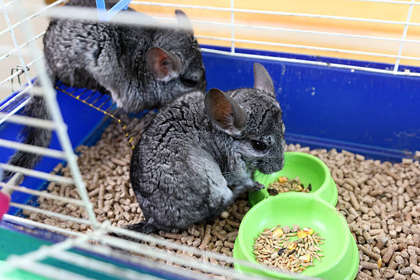 istock People care for and play with chinchillas. 2206637883