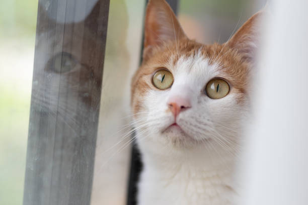 istock Cute cat relaxing by the window 2206638851