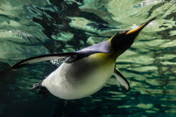 istock A magnificent king penguin (Aptenodytes patagonicus) glides effortlessly underwater, with the shimmering surface above and the deep blue depths below 2206639723