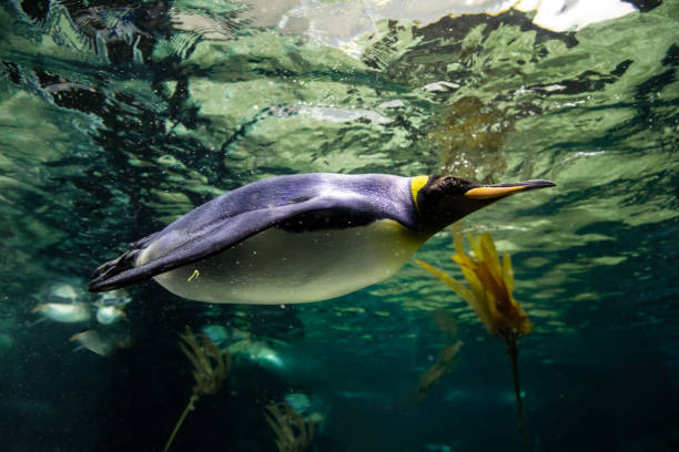 A powerful king penguin (Aptenodytes patagonicus) propels itself through the water, its sleek body cutting through the crystal-clear water.