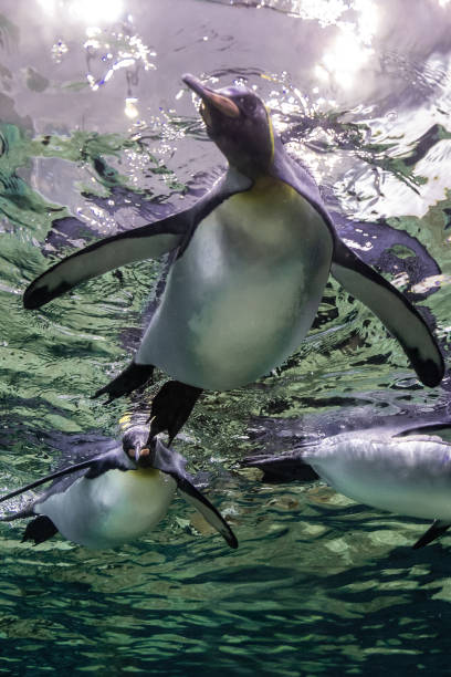 istock A magnificent king penguin (Aptenodytes patagonicus) glides effortlessly underwater, with the shimmering surface above and the deep blue depths below 2206639728