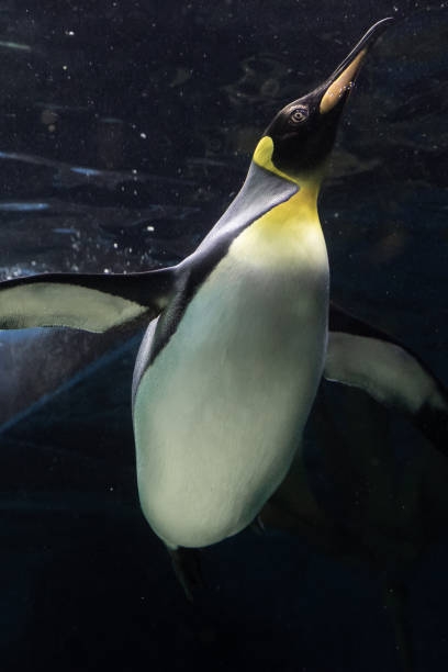 istock A magnificent king penguin (Aptenodytes patagonicus) glides effortlessly underwater, with the shimmering surface above and the deep blue depths below 2206639731