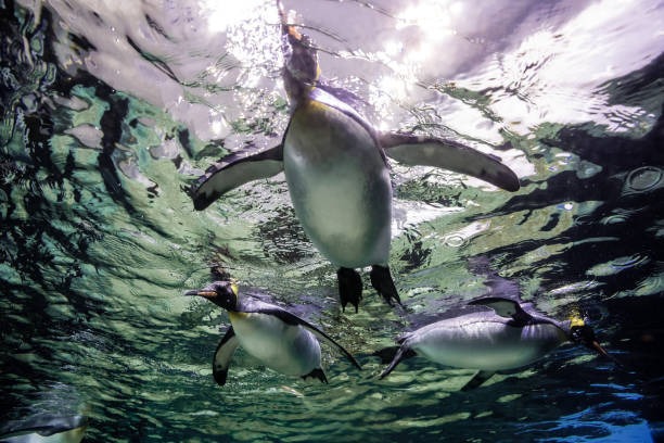 istock A magnificent king penguin (Aptenodytes patagonicus) glides effortlessly underwater, with the shimmering surface above and the deep blue depths below 2206639732