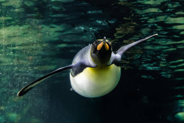 istock A magnificent king penguin (Aptenodytes patagonicus) glides effortlessly underwater, with the shimmering surface above and the deep blue depths below 2206639736