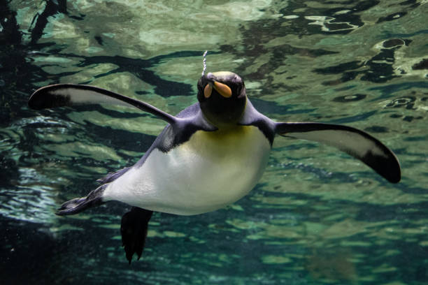 istock A magnificent king penguin (Aptenodytes patagonicus) glides effortlessly underwater, with the shimmering surface above and the deep blue depths below 2206639741
