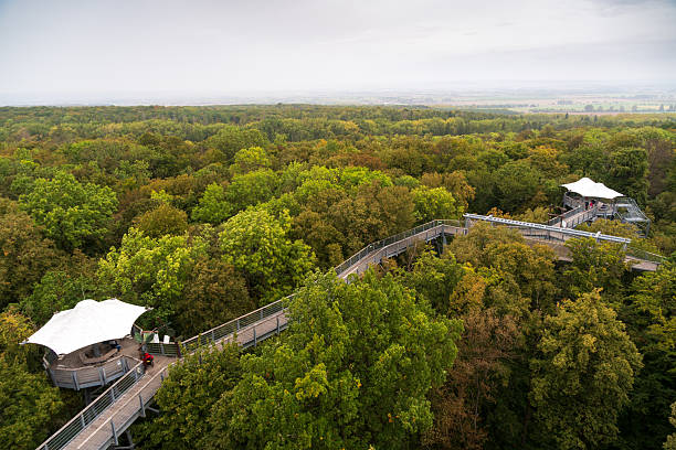 Boardwalk at Hainich National Park, National park in Thuringia