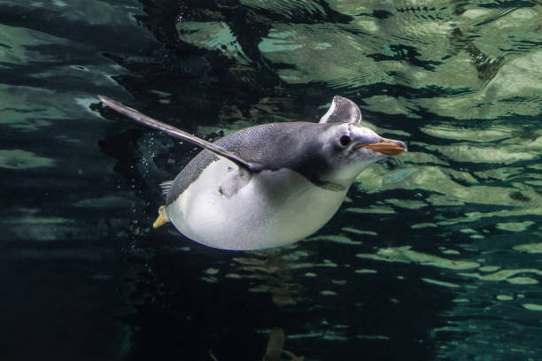 istock A magnificent gentoo penguin (Pygoscelis papua) glides effortlessly underwater, with the shimmering surface above and the deep blue depths below 2206640034