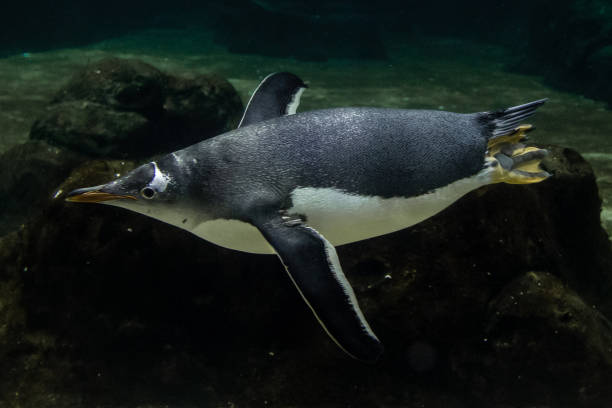 istock A magnificent gentoo penguin (Pygoscelis papua) glides effortlessly underwater, with the shimmering surface above and the deep blue depths below 2206640035