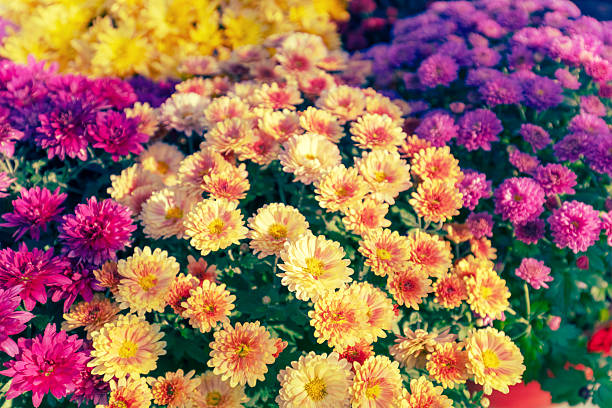 istock Nature flower background. Colorful flowering chrysanthemum 2206641059