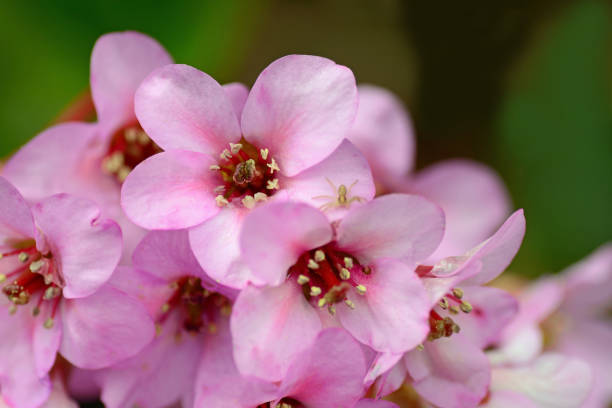 Bergenia Cordifolia is a cultivar with beautiful pink flowerheads.. Picture is made with a Macro objective.