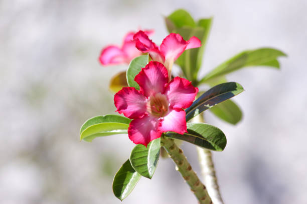 Adenium - flowering plant.