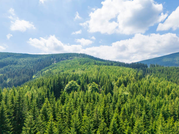 istock Vast green pine forest stretches across rolling hills under a clear blue sky with fluffy clouds during a sunny afternoon in a tranquil outdoor setting 2206642046