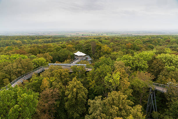 istock Boardwalk at Hainich National Park, National park in Thuringia 2206642088