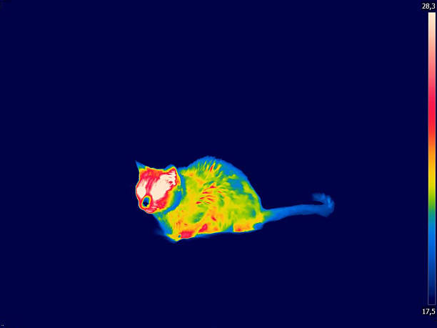 istock Thermography of a cat 2206645465
