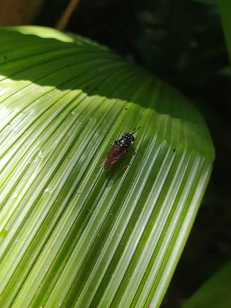 istock A small insect resting on a large, textured green leaf 2206646370