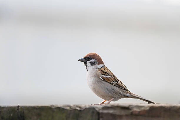 Cute little bird background material