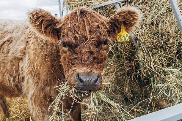 istock Galloway cattle breed for meat production 2206650687