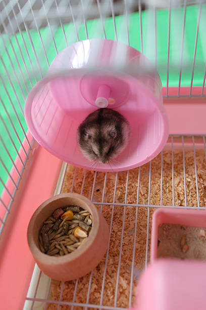 istock People look after and play with the hamster. 2206650803