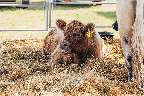istock Galloway cattle breed for meat production 2206650973
