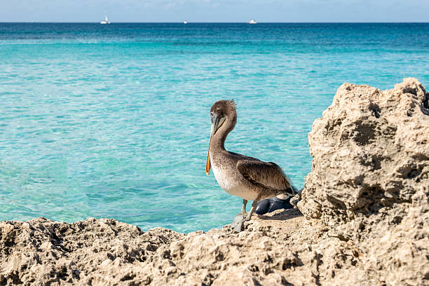 California Brown Pelican perching on rocky outcrop at Cerritos Beach at Punta Lobos in Baja California Mexico BCS