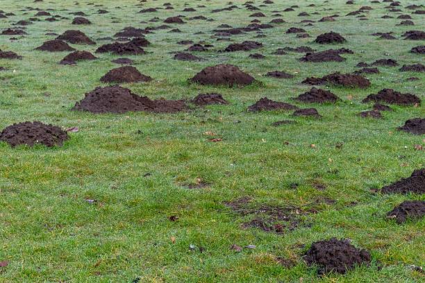 istock Molehills covering green grass field in a park 2206655601