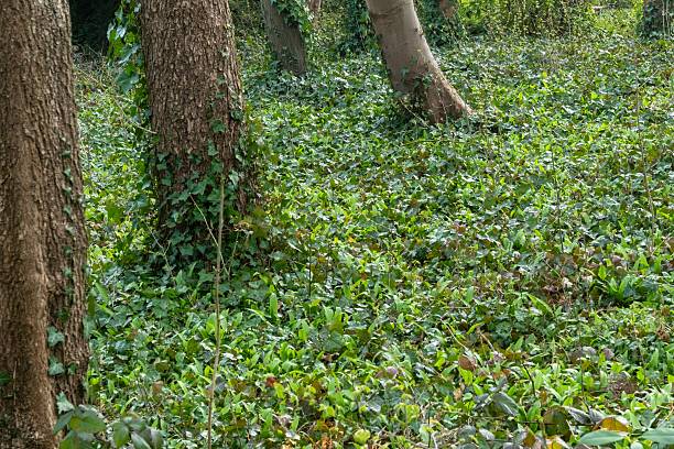 Lush green ground cover growing around trees in forest