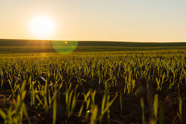 istock Morning light illuminates a vibrant field with small green plants sprouting, symbolizing growth and new beginnings in nature 2206656047