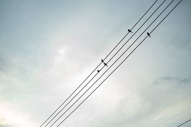 Birds perched on power lines with the sky as a backdrop can be used as a backdrop for various events.