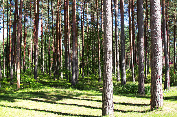 Pine forest on a sunny day. Large pine trees, green grass and shadows. Pine forest in Estonia