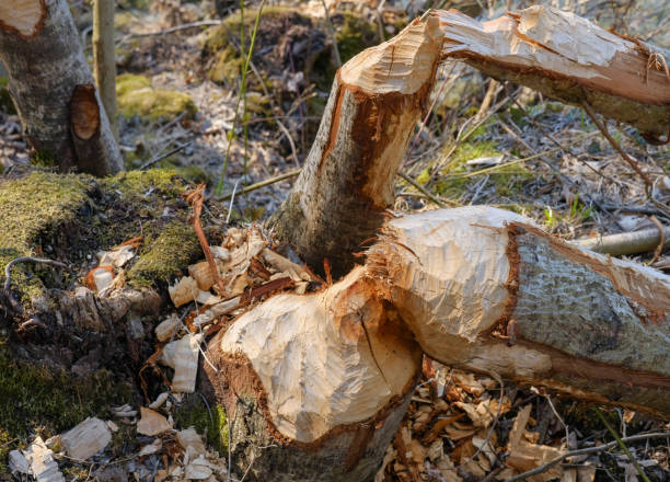 Trees damaged by beavers (Castor fibre). Austria-Europe