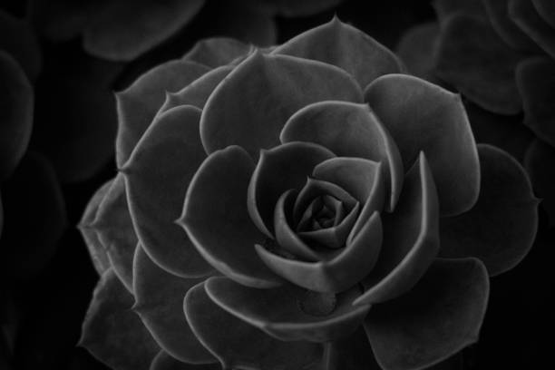 istock Close-up of a succulent in black and white. 2206657444