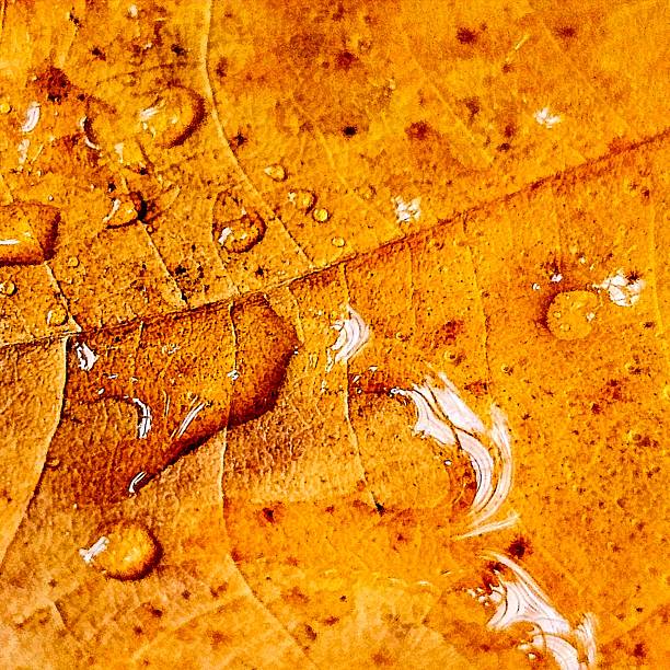 abstract background of autumn leaves