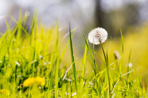 istock dandelions among the grass in spring 2206658694
