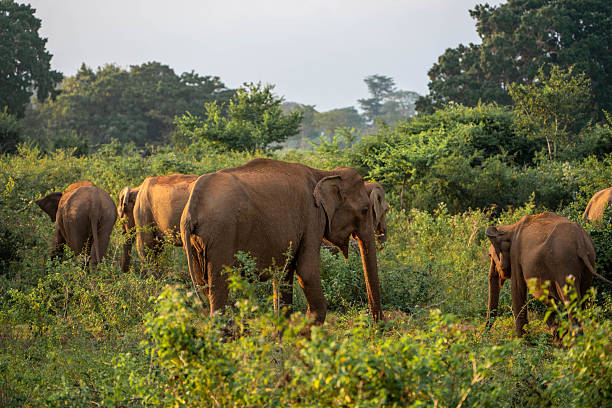 istock elephants in the wild in Sri Lanka, Asia 2206662565