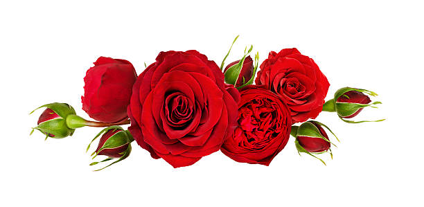 istock Red rose flowers in a line arrangement isolated on white 2206663615