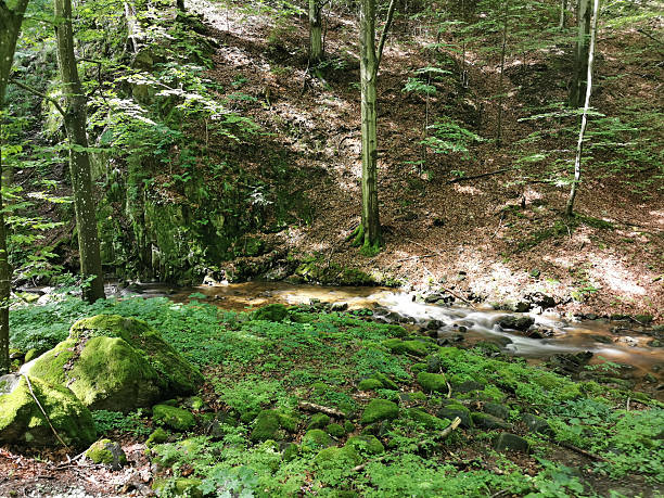 istock Czech forest from Jeseniky mountains 2206665194