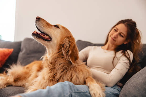 istock Young Woman Relaxing with Golden Retriever on Sofa 2206665547