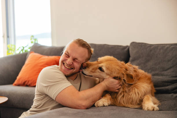 istock Man Enjoys Playful Moment with Golden Retriever on Sofa 2206665565
