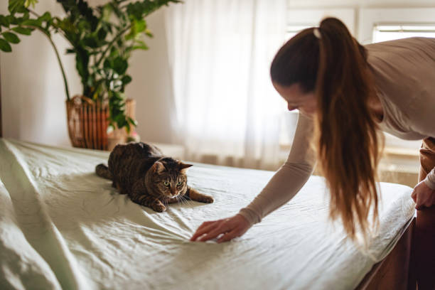 istock Woman Making Bed With Cat in Cozy Home Environment 2206665575