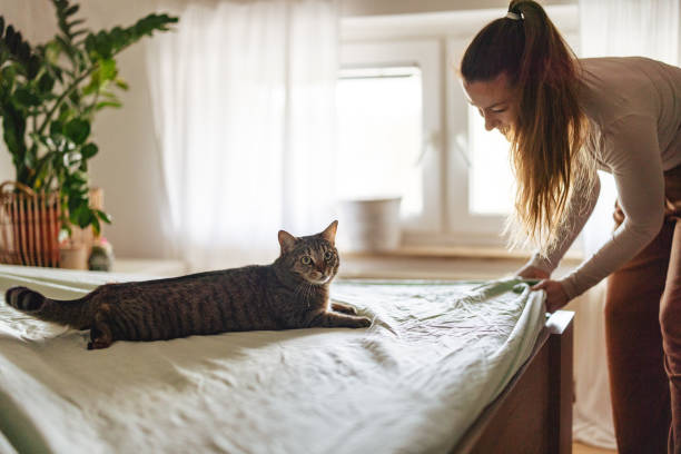 istock Woman Making Bed with Tabby Cat Lounging 2206665590