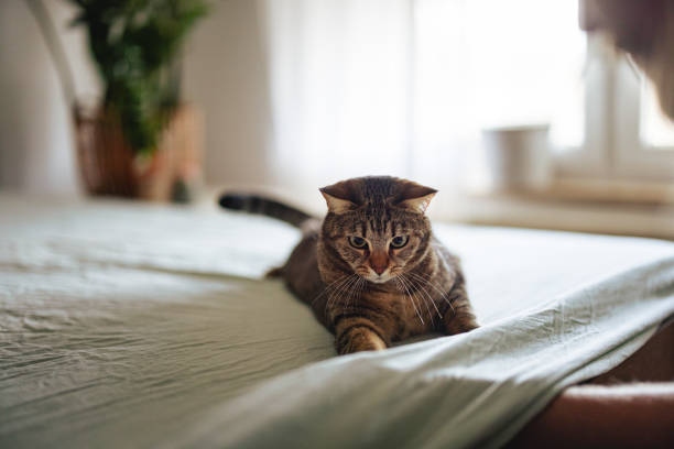 A domestic cat playfully lies on a bed in a cozy, sunlit room. The setting conveys comfort and relaxation, highlighting the bond between pets and their homes. Natural light enhances the serene atmosphere.