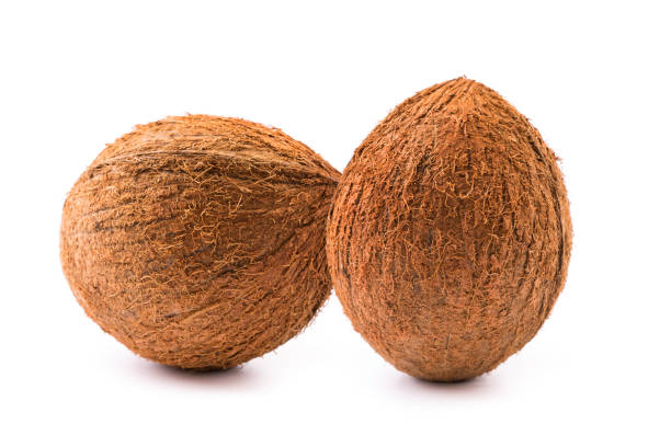 Two coconuts are displayed against a plain white background, emphasizing their round shape and rough exterior. The fibers are visible, illustrating the natural texture and earthy tones of these tropical fruits. Ideal for culinary or decorative use.