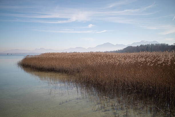 the pine forest of Santa Maria Maggiore in Piedmont
