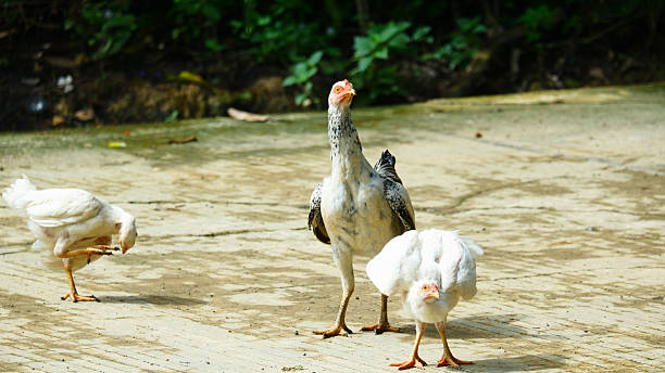 istock a group of white native chickens are sunbathing 2206669001