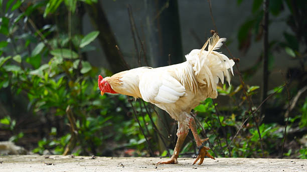 istock a group of white native chickens are sunbathing 2206669006